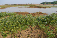 Leucas lavandulifolia